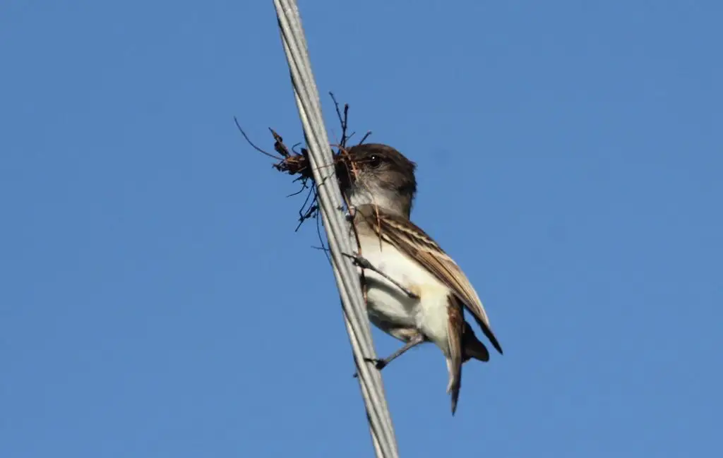 波多黎各蝇霸鹟(Myiarchus antillarum)