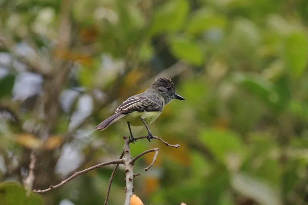 尖顶蝇霸鹟(Myiarchus apicalis)
