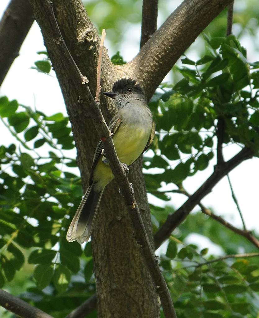 尖顶蝇霸鹟(Myiarchus apicalis)