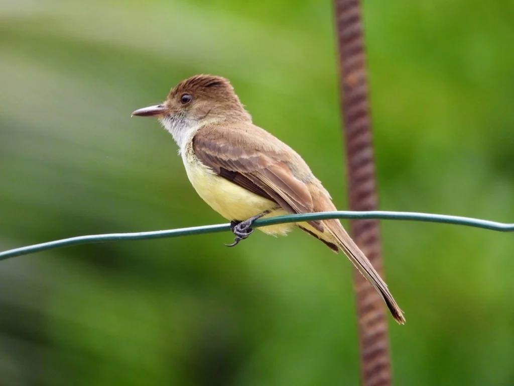 牙买加蝇霸鹟(Myiarchus barbirostris)