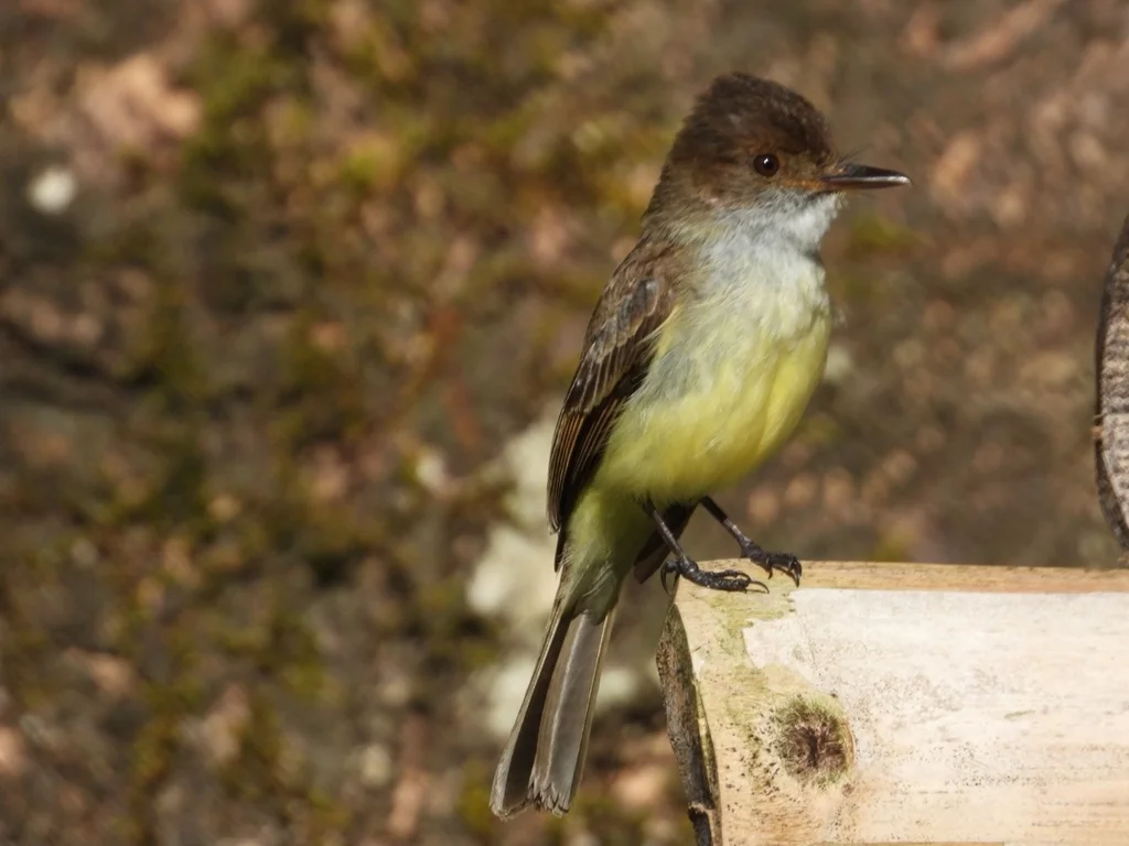 牙买加蝇霸鹟(Myiarchus barbirostris)