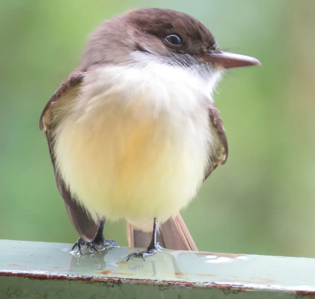 牙买加蝇霸鹟(Myiarchus barbirostris)