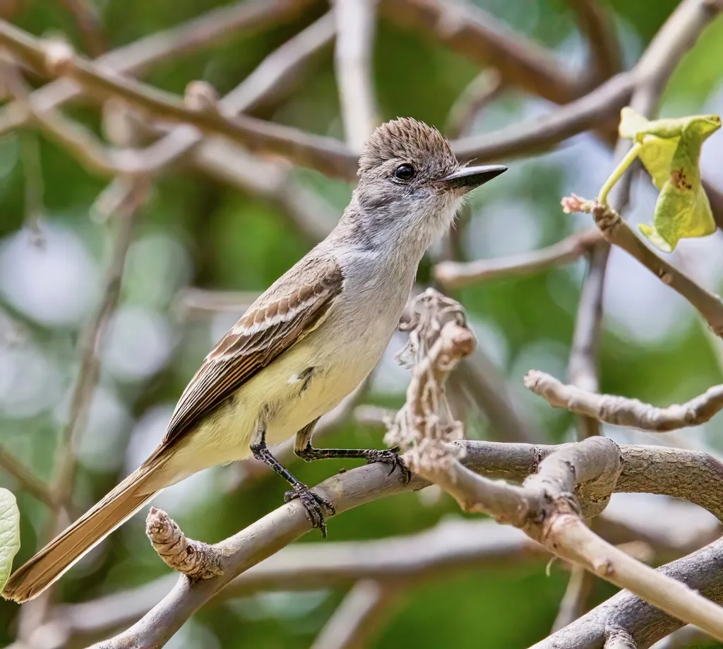 灰喉蝇霸鹟(Myiarchus cinerascens)