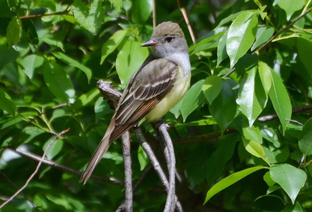 大冠蝇霸鹟(Myiarchus crinitus)