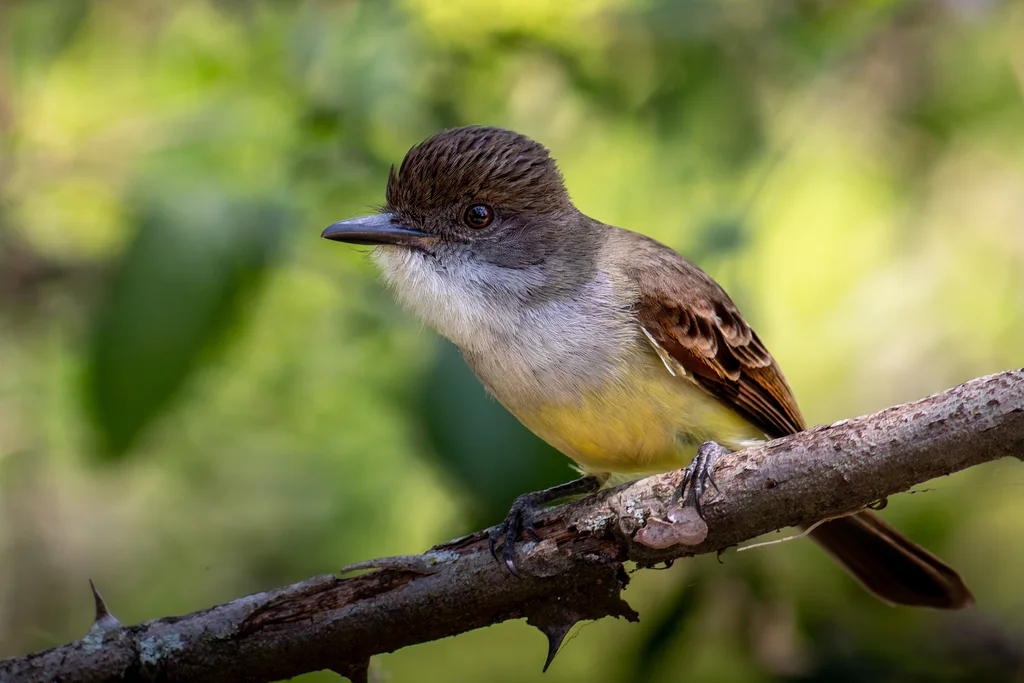 短冠蝇霸鹟(Myiarchus ferox)