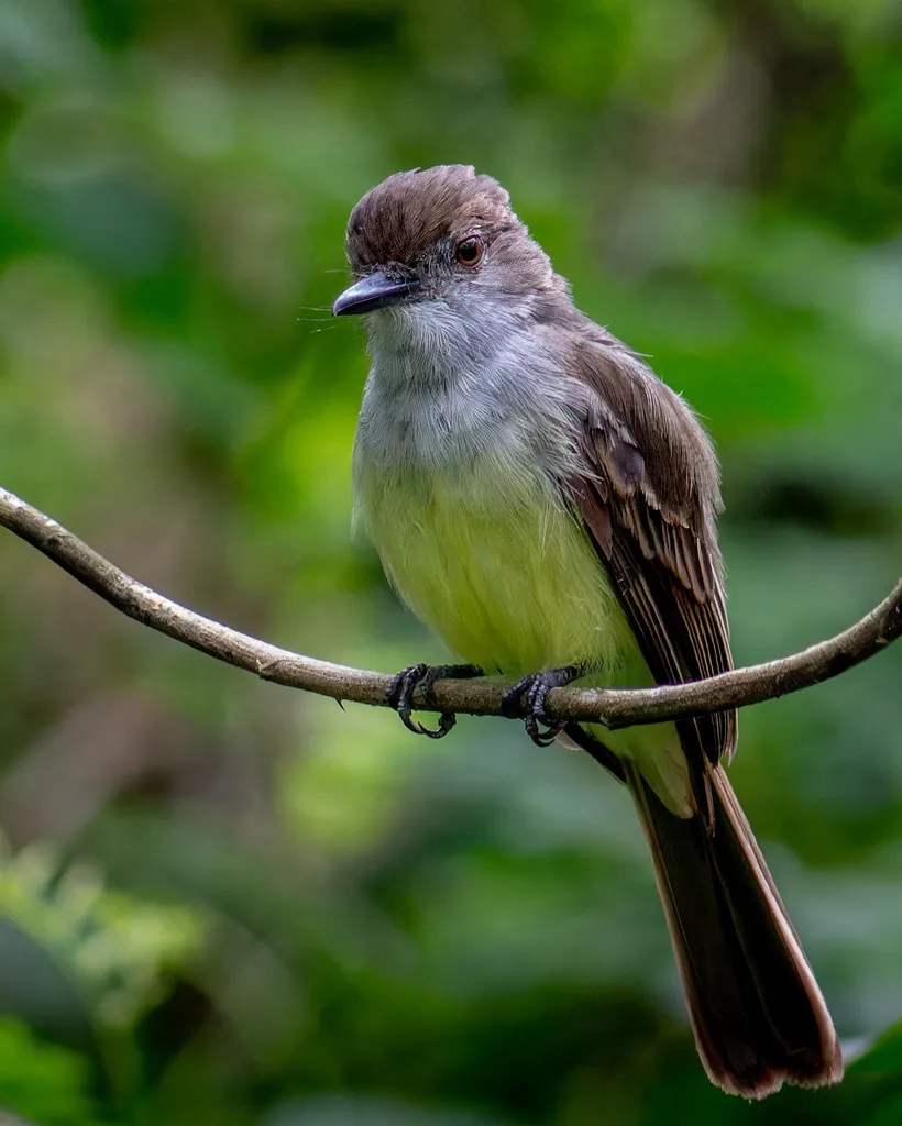 短冠蝇霸鹟(Myiarchus ferox)
