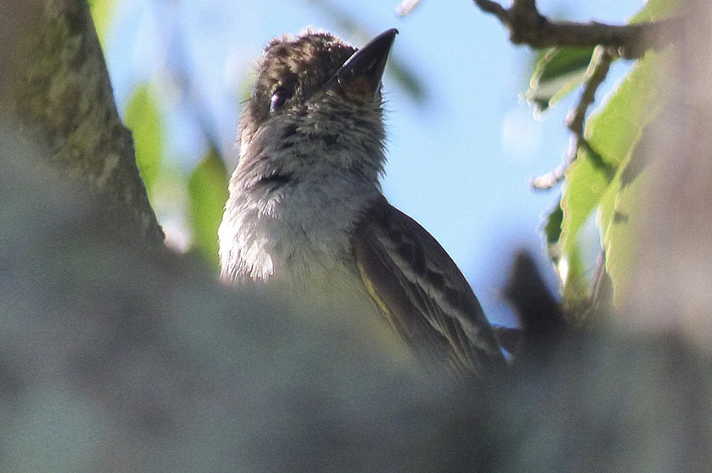 短冠蝇霸鹟(Myiarchus ferox)