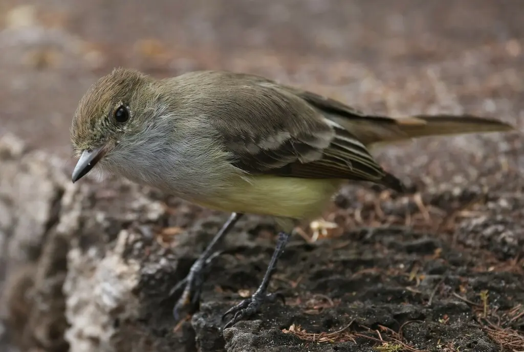 大嘴蝇霸鹟(Myiarchus magnirostris)