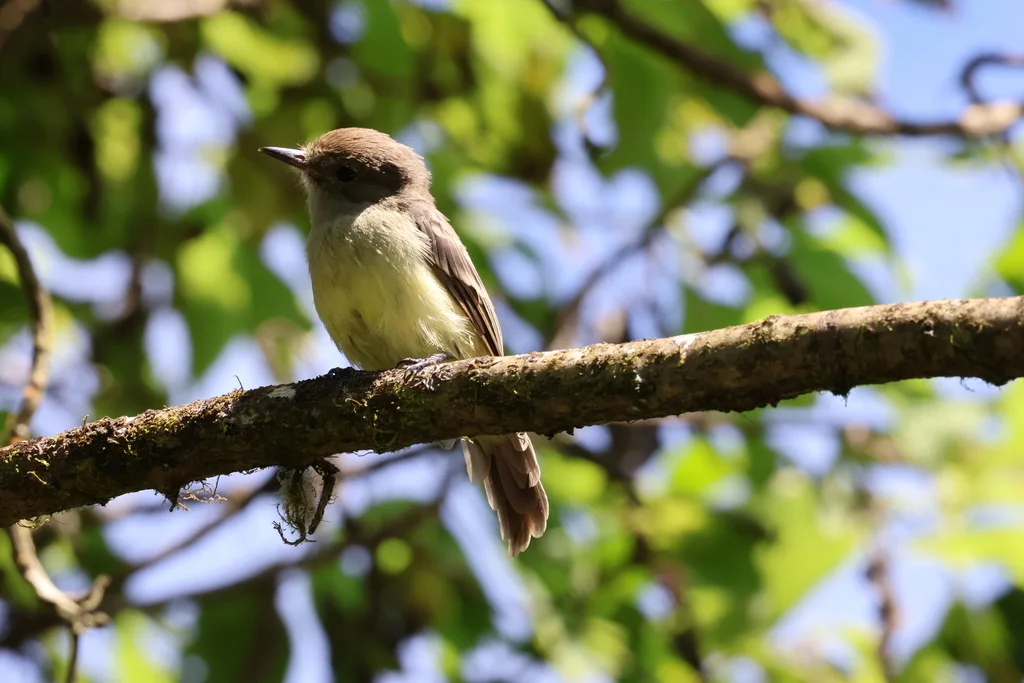 大嘴蝇霸鹟(Myiarchus magnirostris)