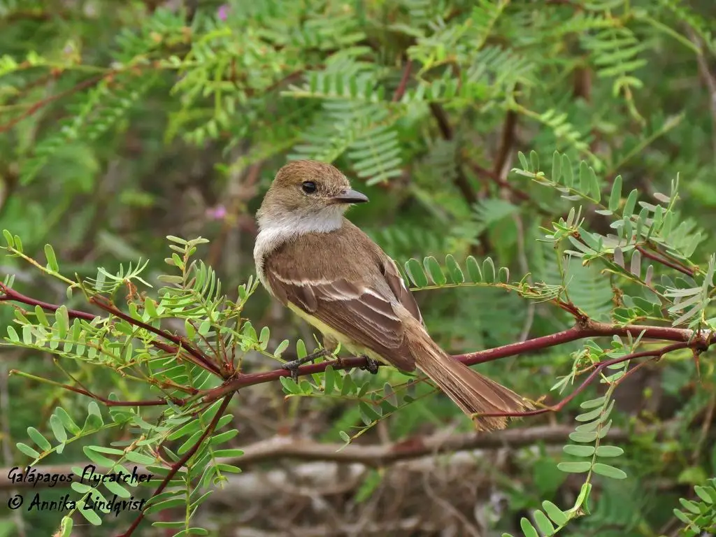 大嘴蝇霸鹟(Myiarchus magnirostris)