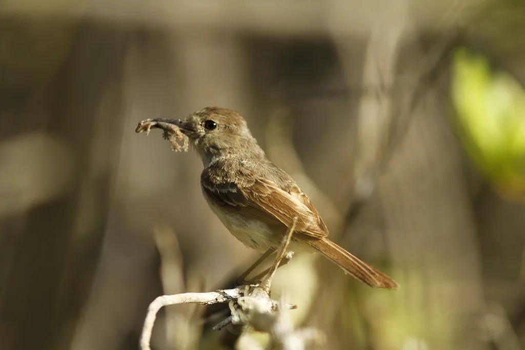 大嘴蝇霸鹟(Myiarchus magnirostris)