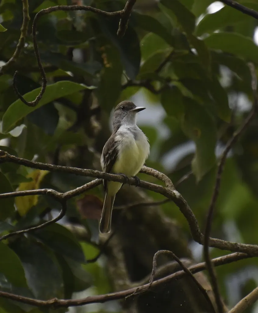 格林那达蝇霸鹟（Myiarchus nugator）