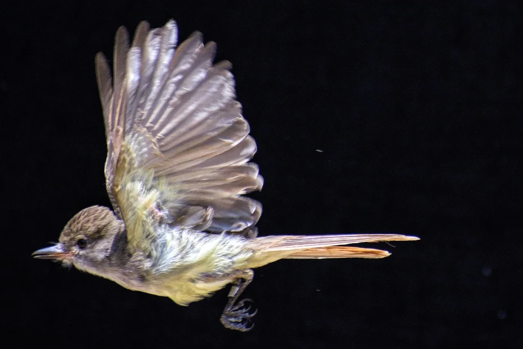 淡喉蝇霸鹟（Myiarchus nuttingi）