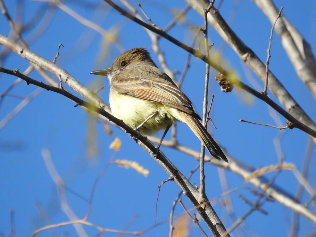 淡喉蝇霸鹟（Myiarchus nuttingi）