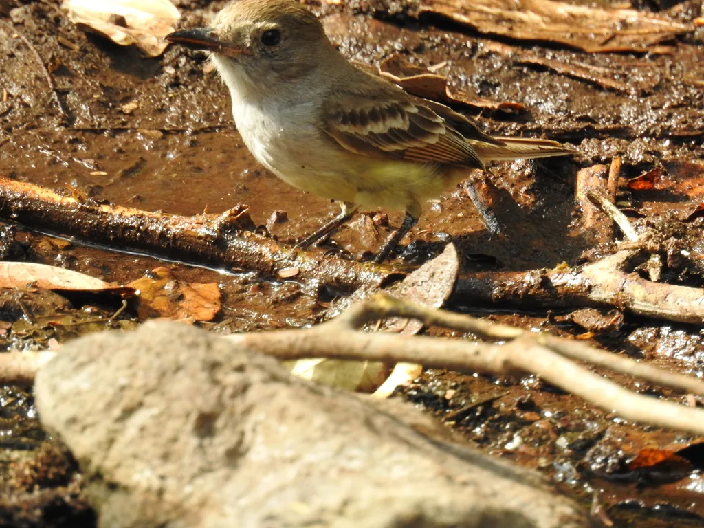 淡喉蝇霸鹟（Myiarchus nuttingi）