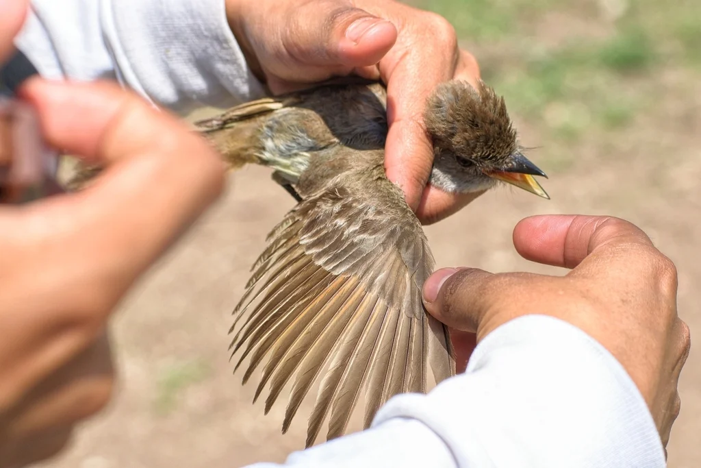 淡喉蝇霸鹟（Myiarchus nuttingi）