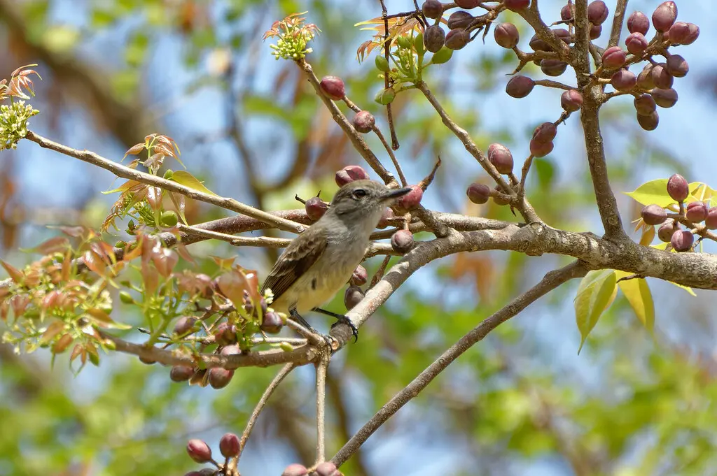 安岛蝇霸鹟(Myiarchus oberi)