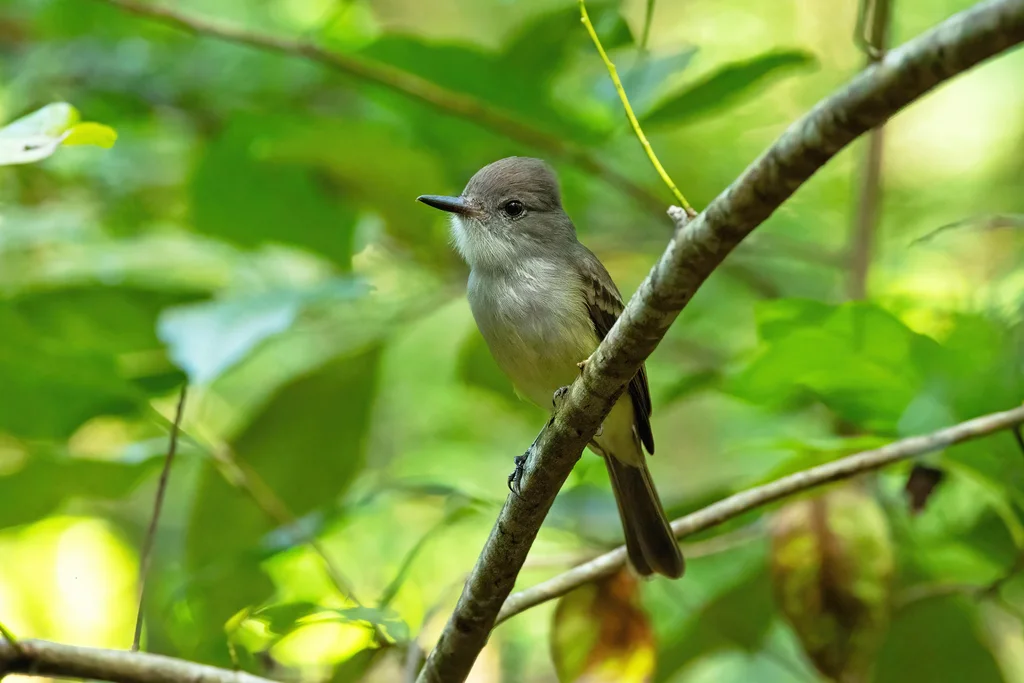 安岛蝇霸鹟(Myiarchus oberi)