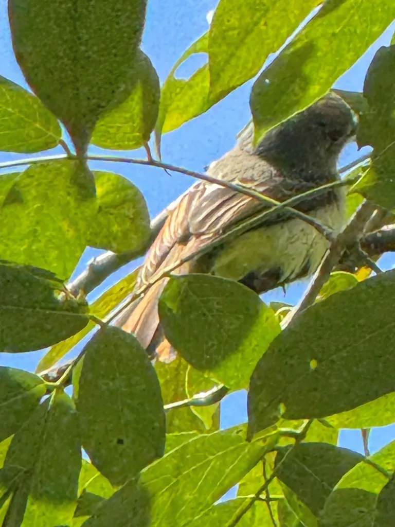 安岛蝇霸鹟(Myiarchus oberi)