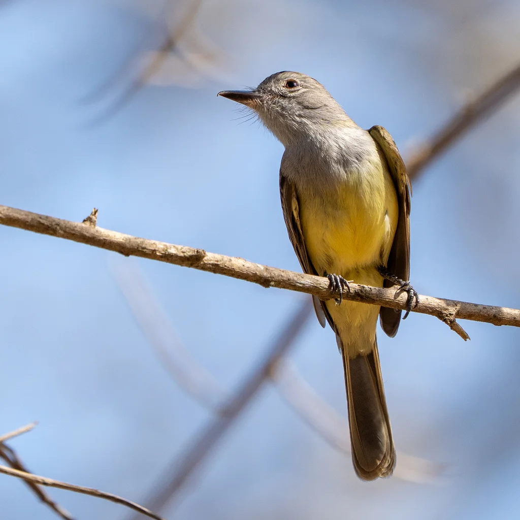 巴拿马蝇霸鹟(Myiarchus panamensis)