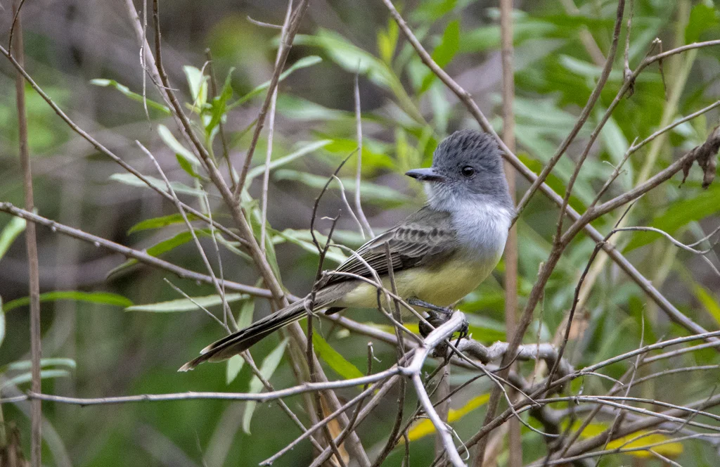 乌冠蝇霸鹟(Myiarchus phaeocephalus)
