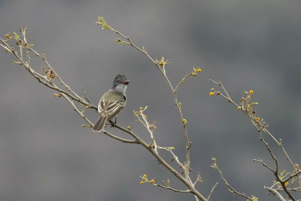乌冠蝇霸鹟(Myiarchus phaeocephalus)