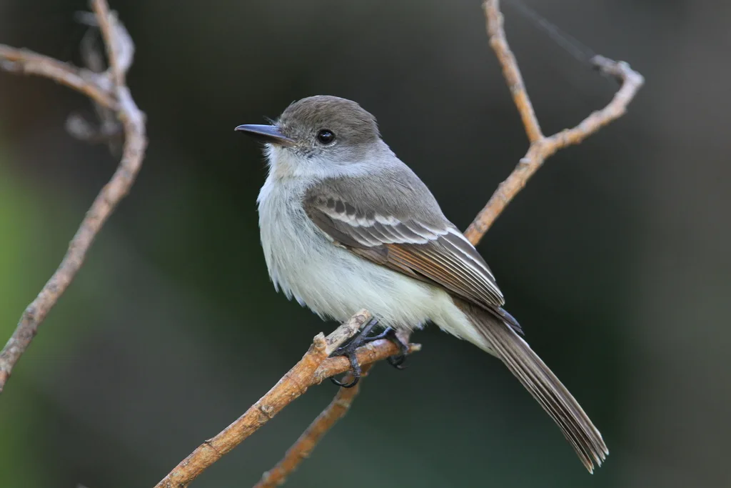 拉氏蝇霸鹟(Myiarchus sagrae)