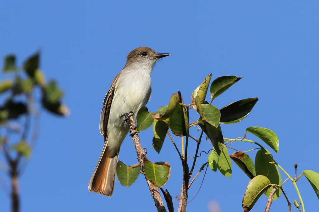 拉氏蝇霸鹟(Myiarchus sagrae)
