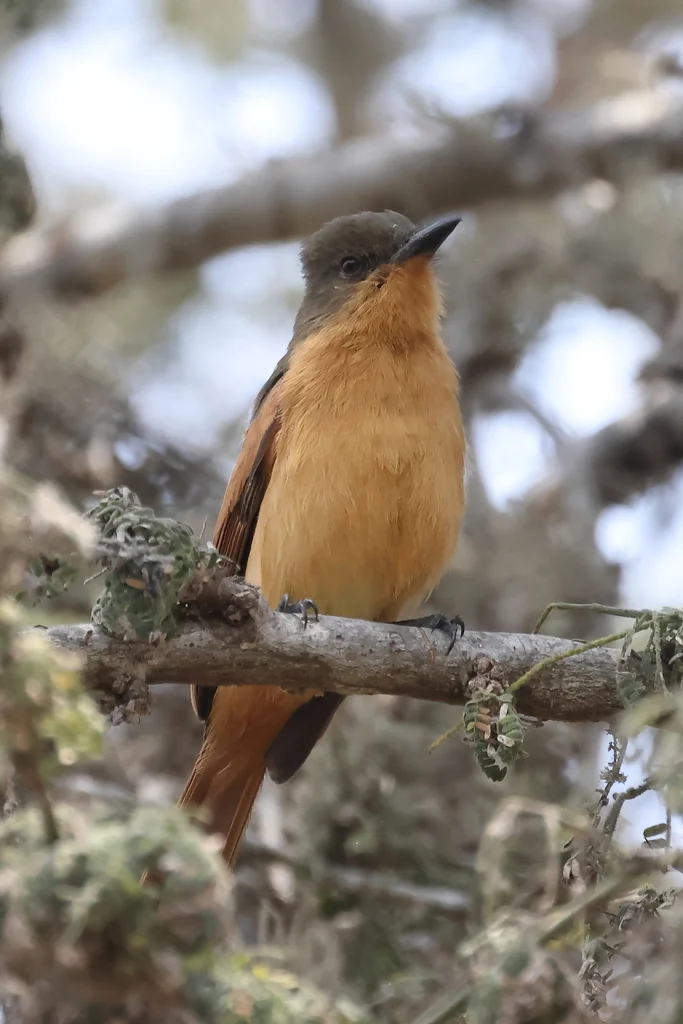 棕蝇霸鹟(Myiarchus semirufus)