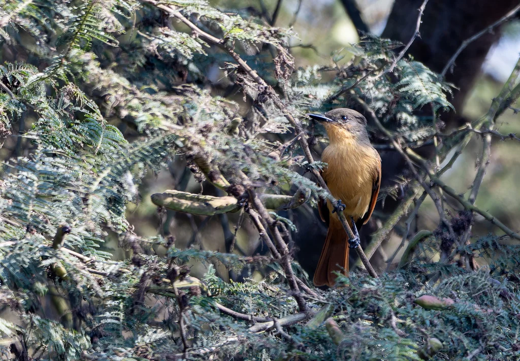 棕蝇霸鹟(Myiarchus semirufus)