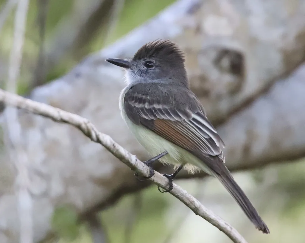 憨蝇霸鹟(Myiarchus stolidus)