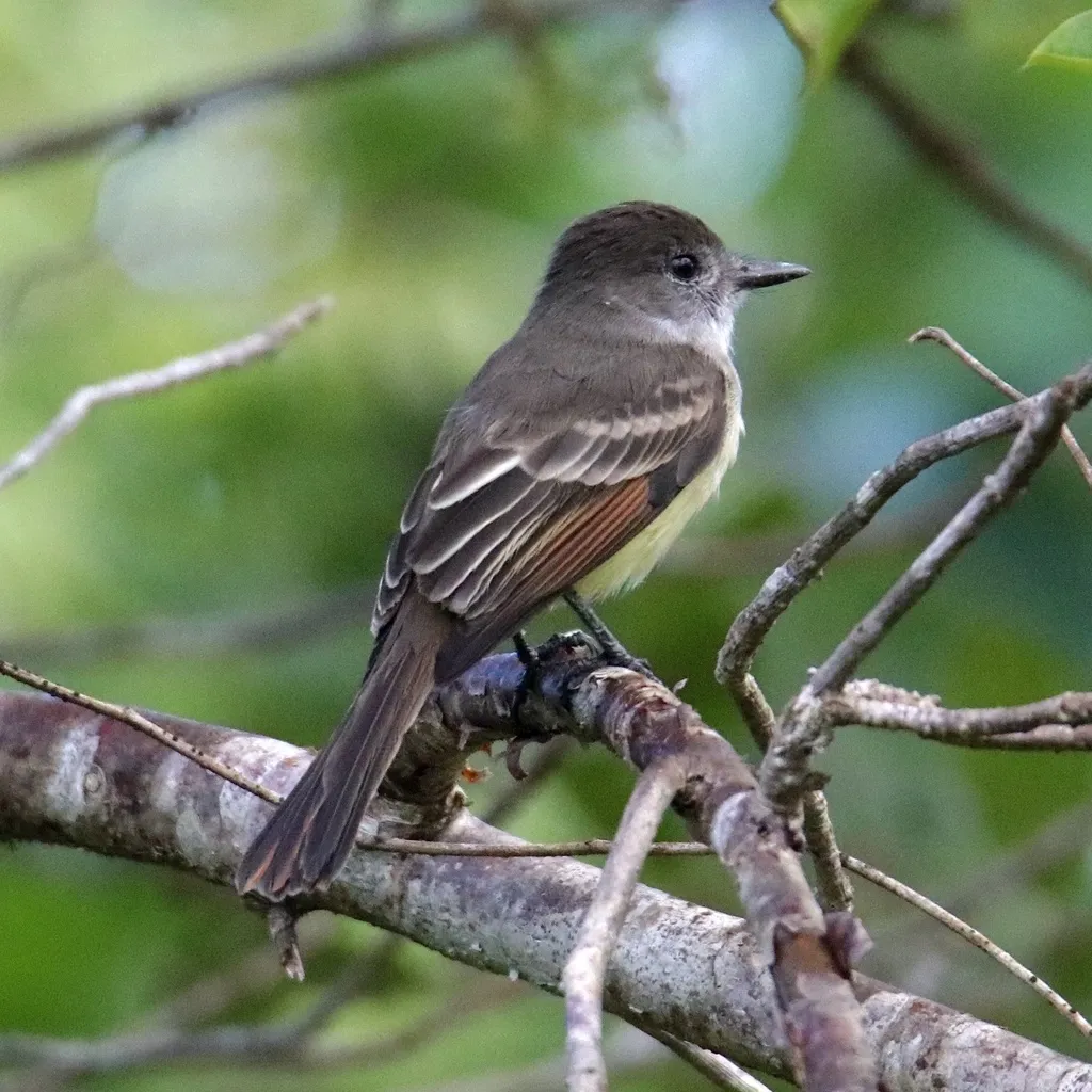 憨蝇霸鹟(Myiarchus stolidus)