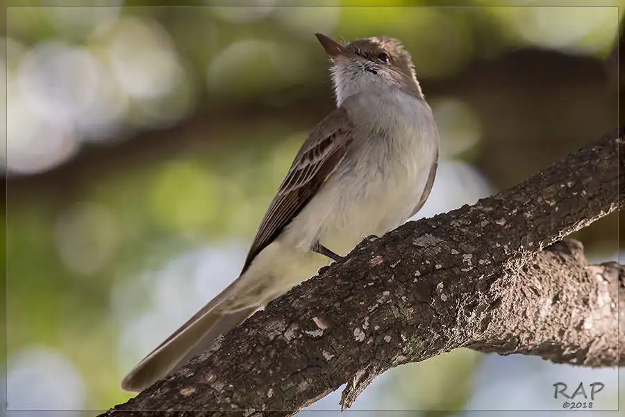 斯氏蝇霸鹟(Myiarchus swainsoni)