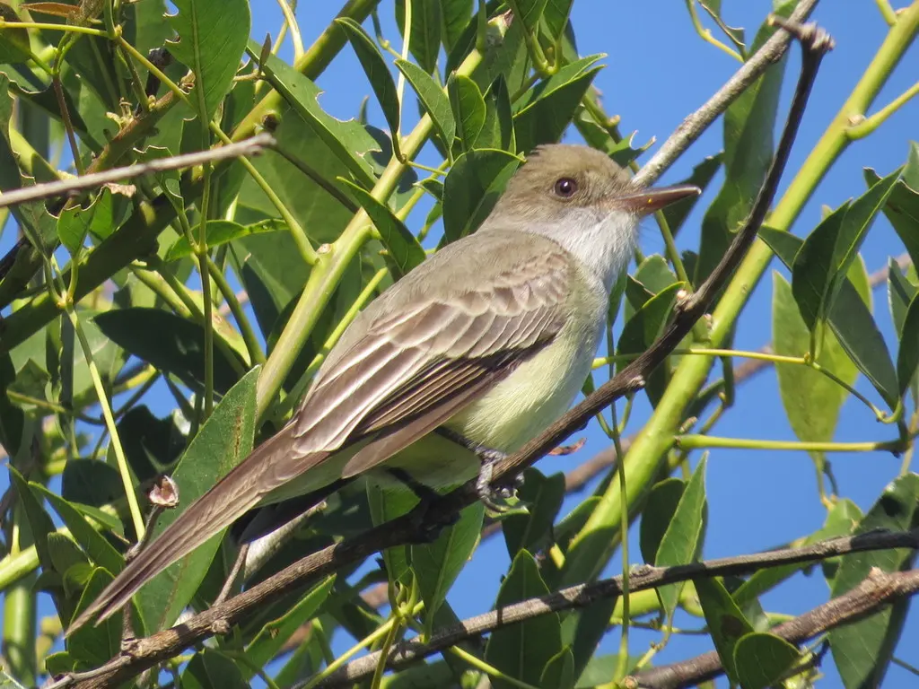 斯氏蝇霸鹟(Myiarchus swainsoni)