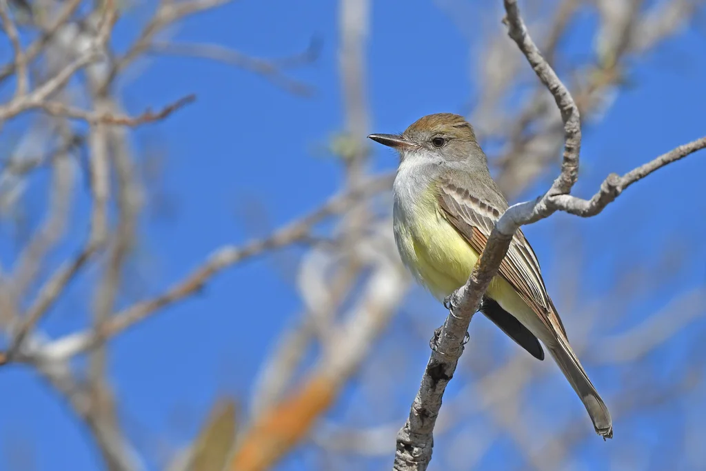 斯氏蝇霸鹟(Myiarchus swainsoni)