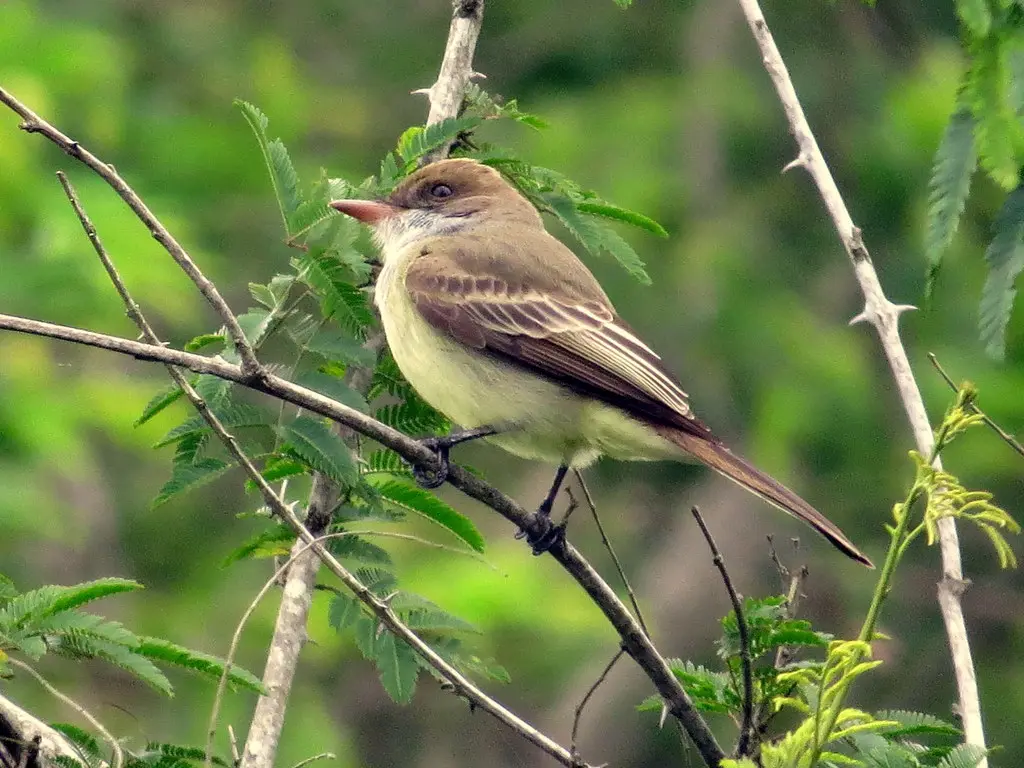 斯氏蝇霸鹟(Myiarchus swainsoni)