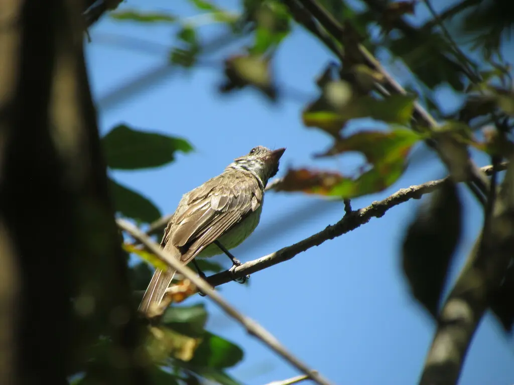 斯氏蝇霸鹟(Myiarchus swainsoni)