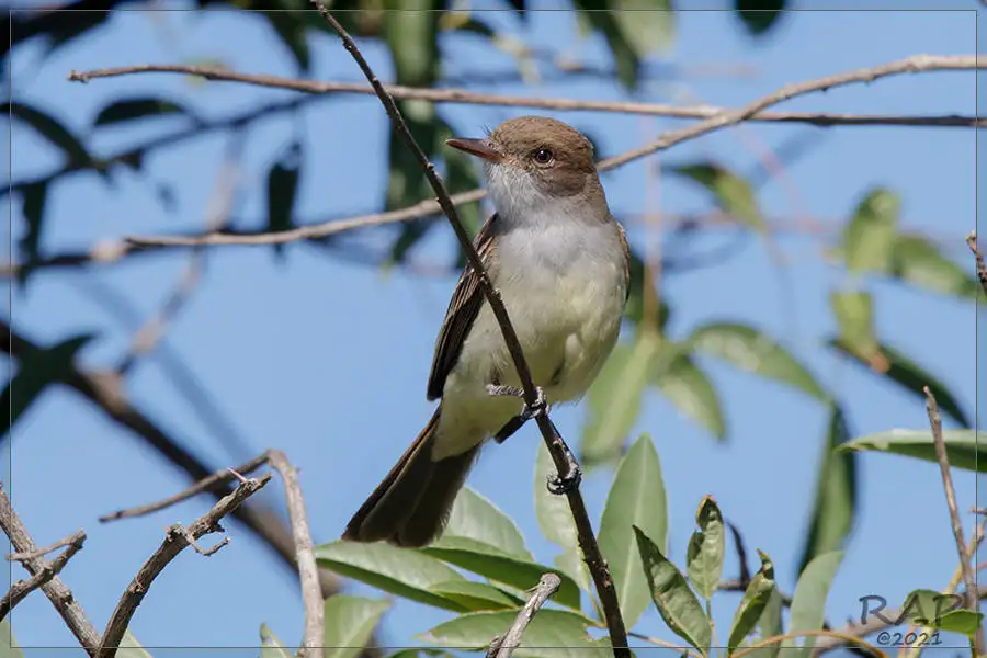 斯氏蝇霸鹟(Myiarchus swainsoni)