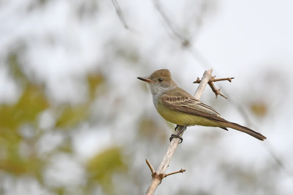 斯氏蝇霸鹟(Myiarchus swainsoni)