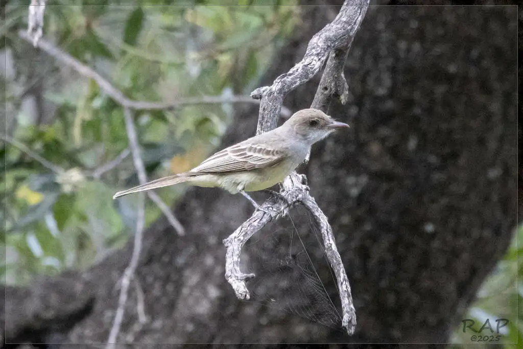 斯氏蝇霸鹟(Myiarchus swainsoni)