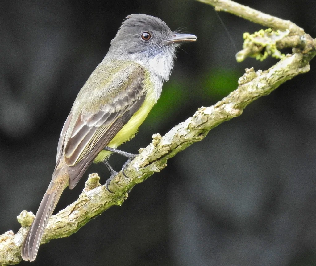 暗顶蝇霸鹟（Myiarchus tuberculifer）