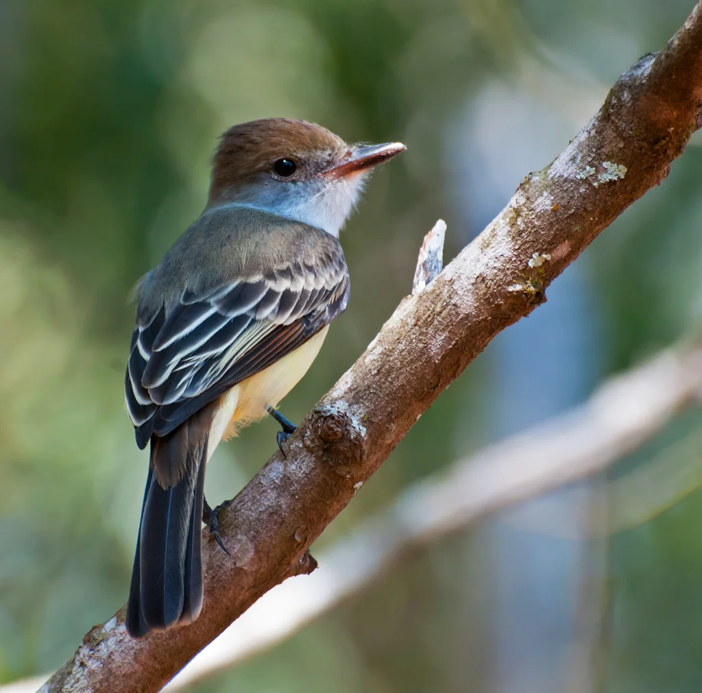 褐冠蝇霸鹟(Myiarchus tyrannulus)