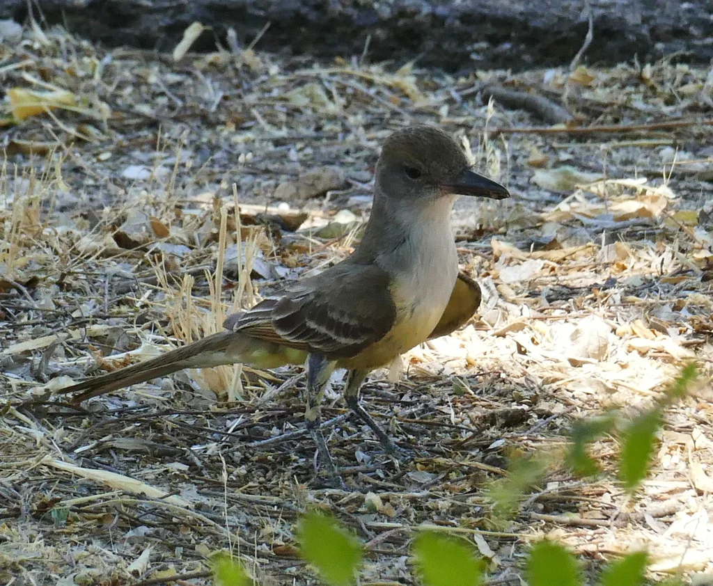 褐冠蝇霸鹟(Myiarchus tyrannulus)