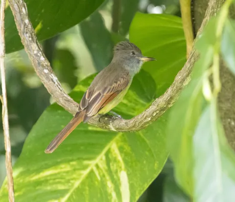 棕尾蝇霸鹟
