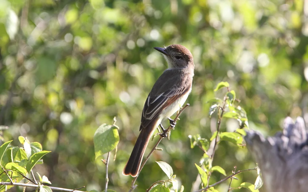 尤卡坦蝇霸鹟(Myiarchus yucatanensis)