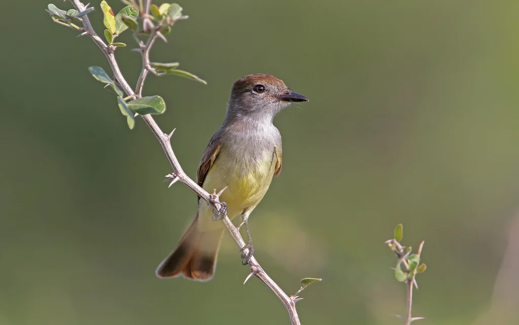 尤卡坦蝇霸鹟(Myiarchus yucatanensis)