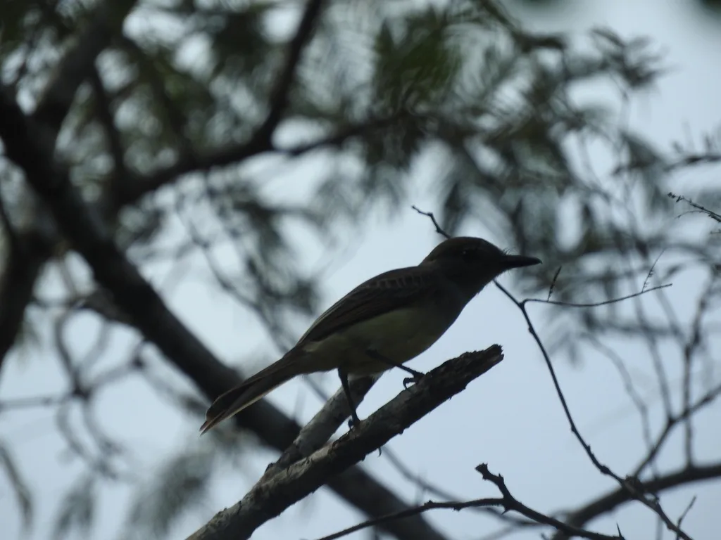 尤卡坦蝇霸鹟(Myiarchus yucatanensis)