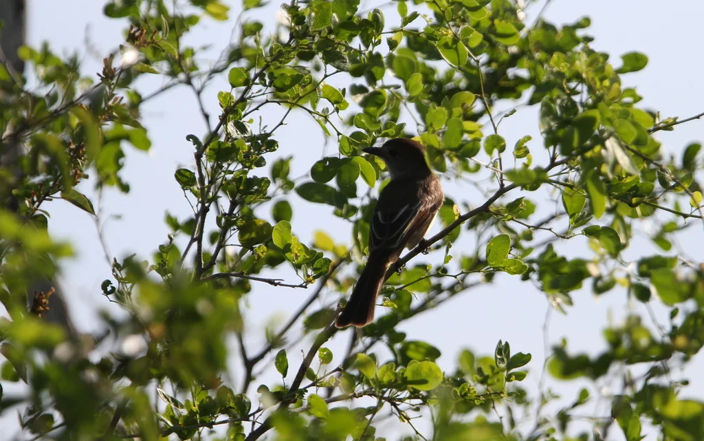 尤卡坦蝇霸鹟(Myiarchus yucatanensis)