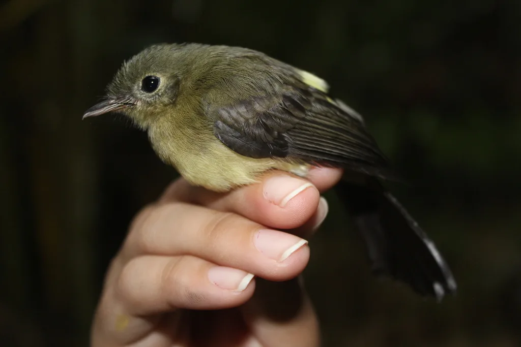 黑尾黄腰霸鹟(Myiobius atricaudus)