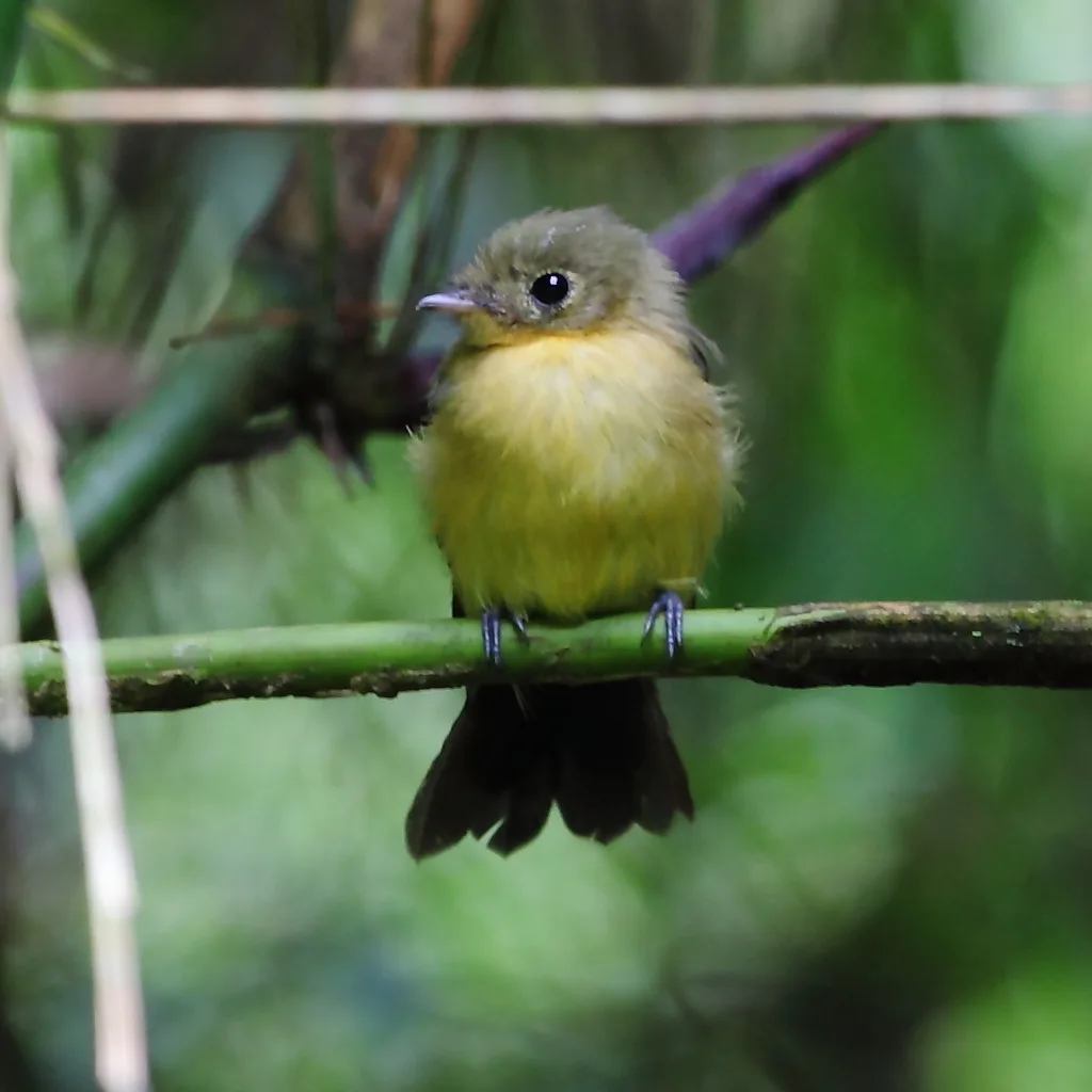 黑尾黄腰霸鹟(Myiobius atricaudus)